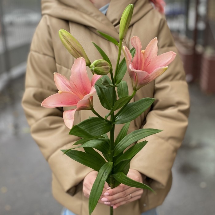 Лилия Азиатка Розовая